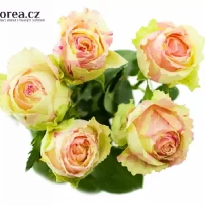 Žíhaná růže FIESTA 60cm