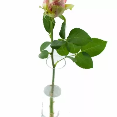 Žíhaná růže FIESTA 60cm