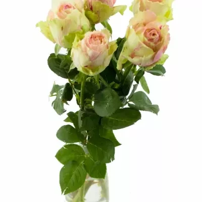 Žíhaná růže FIESTA 60cm