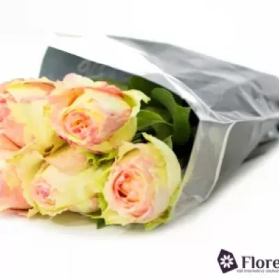 Žíhaná růže FIESTA 60cm