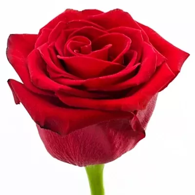 Červená růže FOREVER YOUNG 120cm