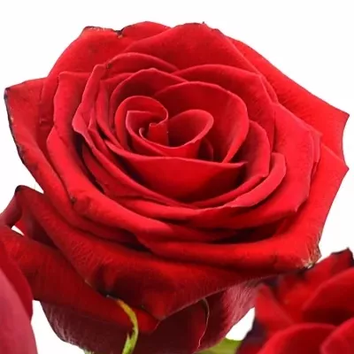 Červená růže FOREVER YOUNG 120cm