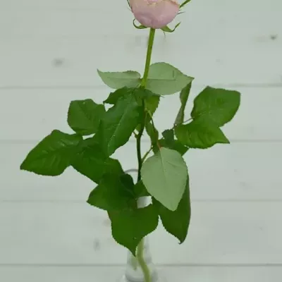 Růžová růže GLAMGIRL 70cm