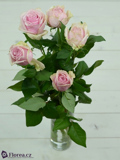 Růžová růže GLAMGIRL 70cm