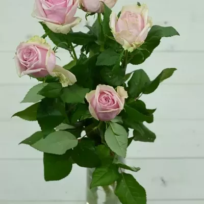 Růžová růže GLAMGIRL 70cm