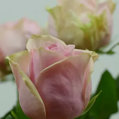 Růžová růže GLAMGIRL 70cm