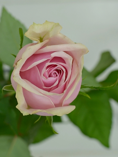 Růžová růže GLAMGIRL 70cm