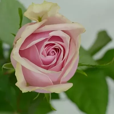 Růžová růže GLAMGIRL 70cm