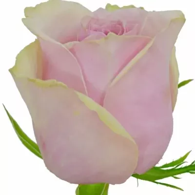 Růžová růže GLAMGIRL 40cm