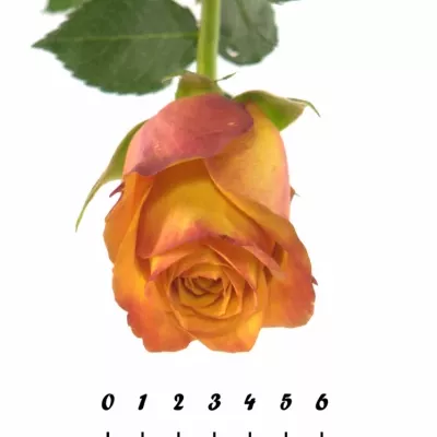 Oranžová růže GOLD CREST 70cm