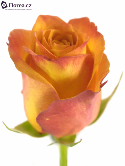 Oranžová růže GOLD CREST 60cm (L)