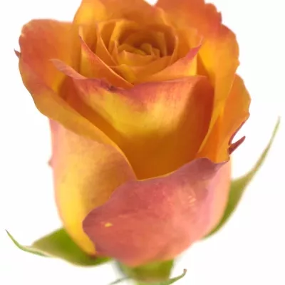 Oranžová růže GOLD CREST 70cm (L)