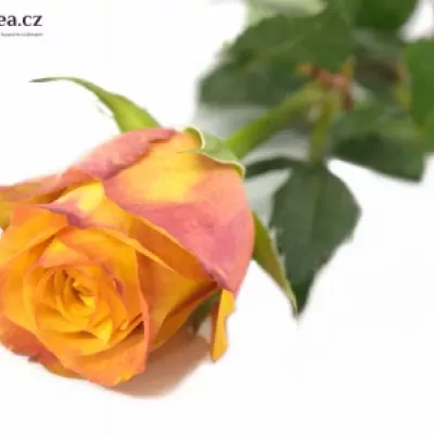 Oranžová růže GOLD CREST 70cm