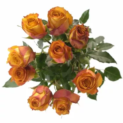 Oranžová růže GOLD CREST 70cm