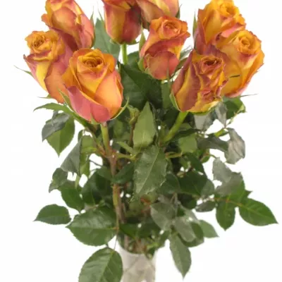 Oranžová růže GOLD CREST 70cm