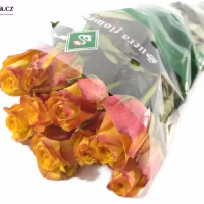 Oranžová růže GOLD CREST 70cm