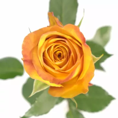 Oranžová růže GOLD CREST 70cm