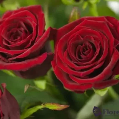 Rudá růže GRAND PRIX 60cm