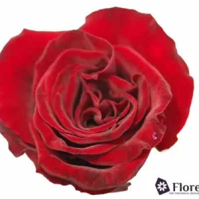Rudá růže GRAND PRIX 60cm