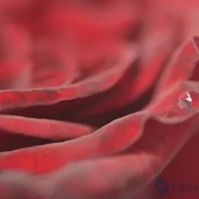 Rudá růže GRAND PRIX 60cm