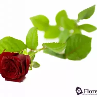 Rudá růže GRAND PRIX 60cm