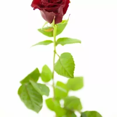 Rudá růže GRAND PRIX 60cm