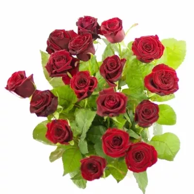 Rudá růže GRAND PRIX 60cm