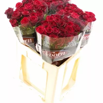 Rudá růže GRAND PRIX 60cm