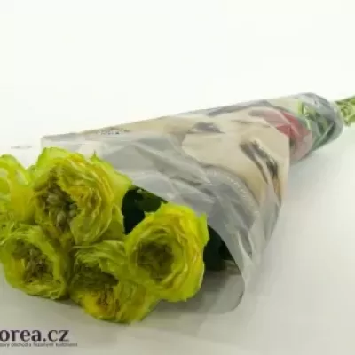 Zelená růže GREEN EYE 60cm