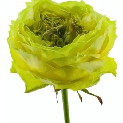 Zelená růže GREEN EYE 60cm
