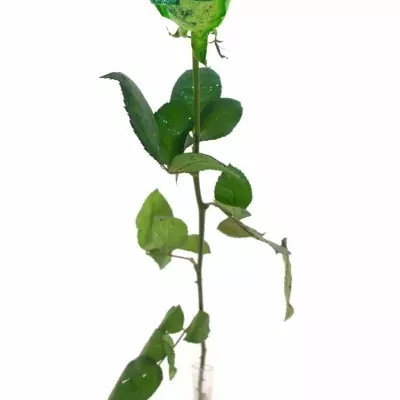 Zelená růže GREEN GLITTER VENDELA 70cm