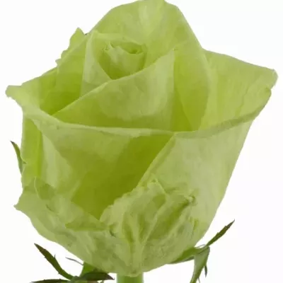 Zelená růže GREEN NAOMI! 70cm