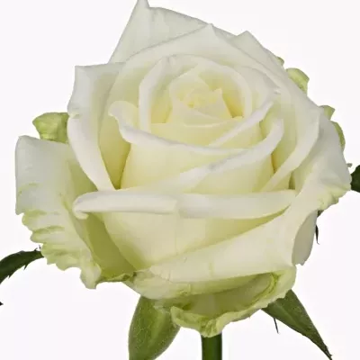 Bílá růže GUSSIE 50cm