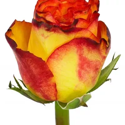 Oranžovožlutá růže HIGH & MAGIC 50cm (M)