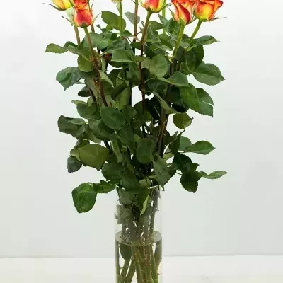 Žlutá růže HIGH & MAGIC 60cm