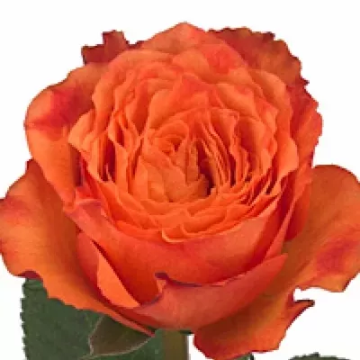 Oranžová růže HIGH INTENZZ 70cm