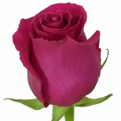 Růžová růže HIGH & MORA 60cm