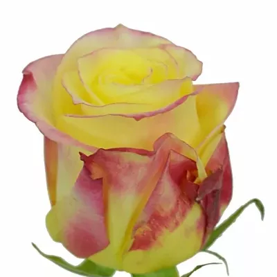 Žlutá růže HOT MERENGUE 50cm
