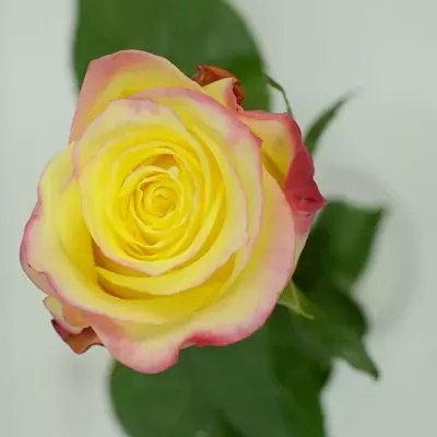 Žlutá růže HOT MERENGUE 60cm