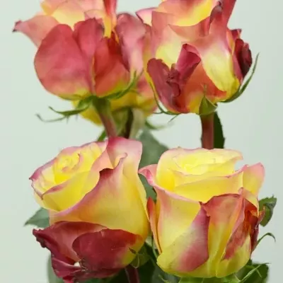 Žlutá růže HOT MERENGUE 60cm