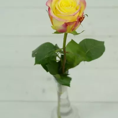 Žlutá růže HOT MERENGUE 60cm