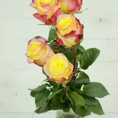 Žlutá růže HOT MERENGUE 60cm