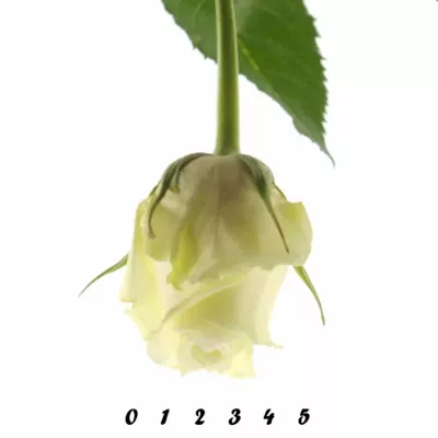 Bílá růže ICEBREAKER 50cm