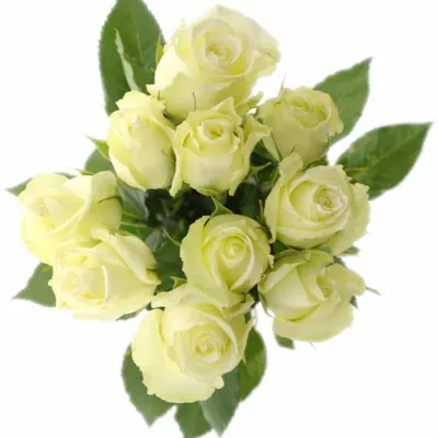 Bílá růže ICEBREAKER 50cm