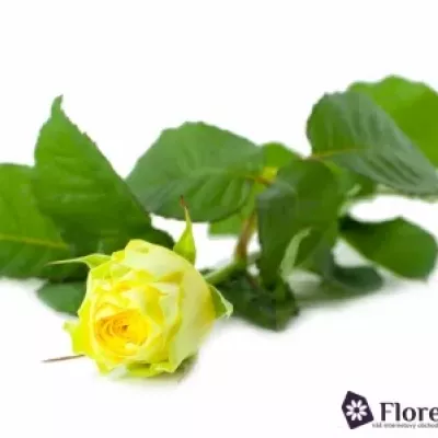 Žlutá růže ILIOS 60cm