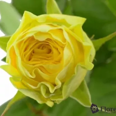 Žlutá růže ILIOS 60cm