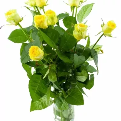 Žlutá růže ILIOS 60cm