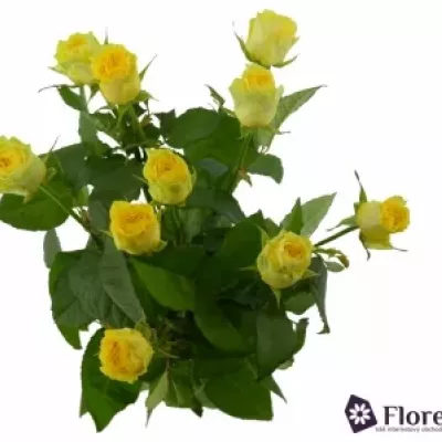 Žltá ruža ILIOS 60cm