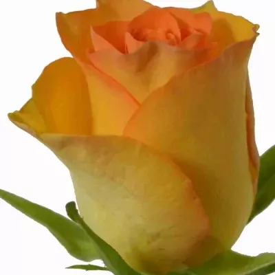Oranžová růže IMPALA 50cm