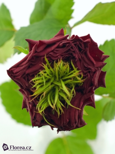 Červená růže IVANHOE 40cm